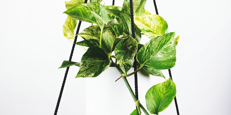 英超联赛阿森纳对阵利物浦的激烈比赛直播画面